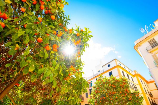 Orangenbäume in Valencia